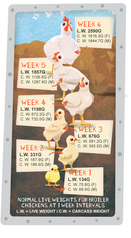 Chicken growth stages with normal test results