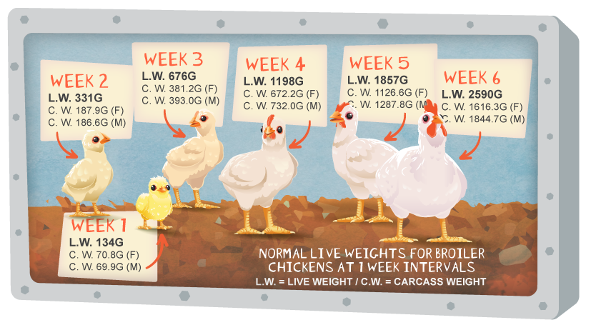 Chicken growth stages with normal test results