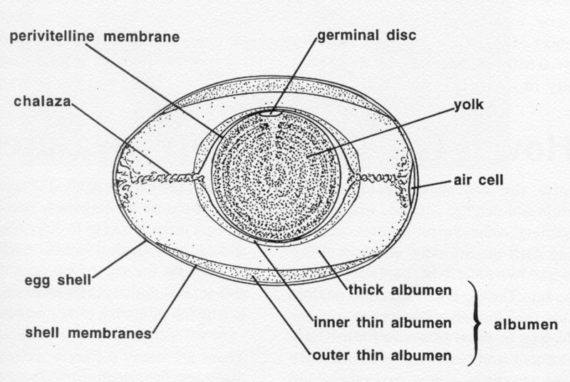 The Avian Egg - Poultry Hub Australia