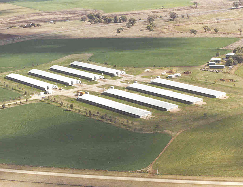 big chicken farm broiler chickens