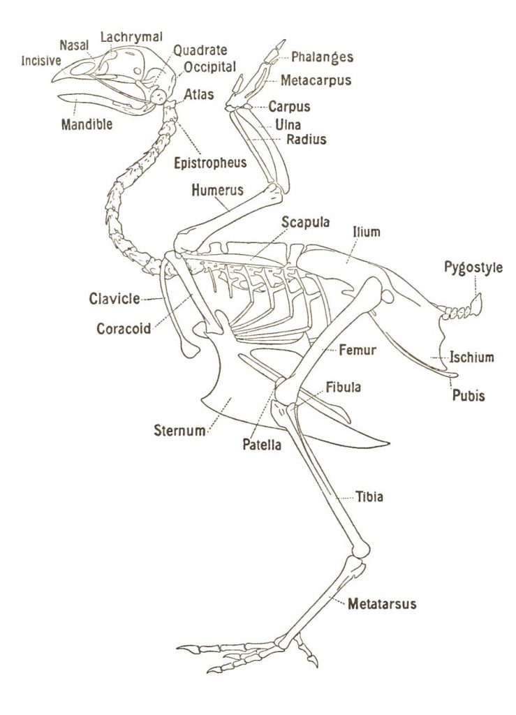 Skeletal System - Poultry Hub Australia