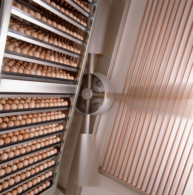 Meat chicken (broiler) industry Poultry Hub Australia