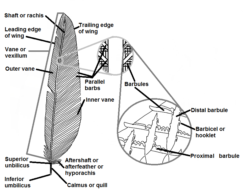 Bird Feathers, Types, Parts & Anatomy