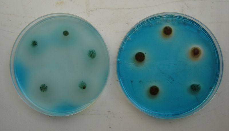 Salmonella Poultry Hub Australia