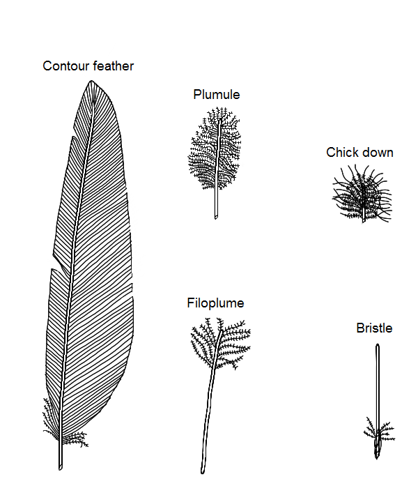 III. Types of Hen Feathers