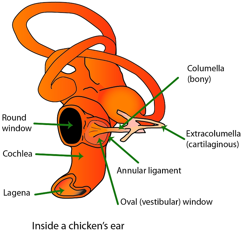 Nervous systems & important sensory organs - Poultry Hub Australia