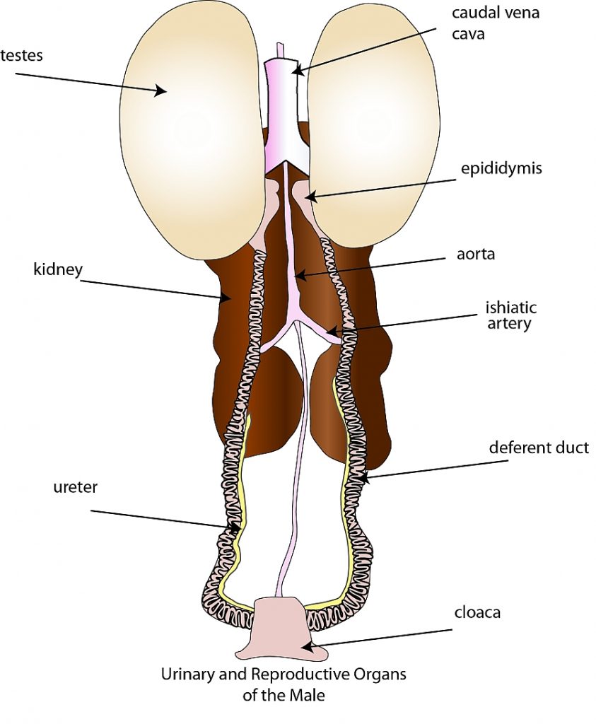 Reproductive System Poultry Hub Australia