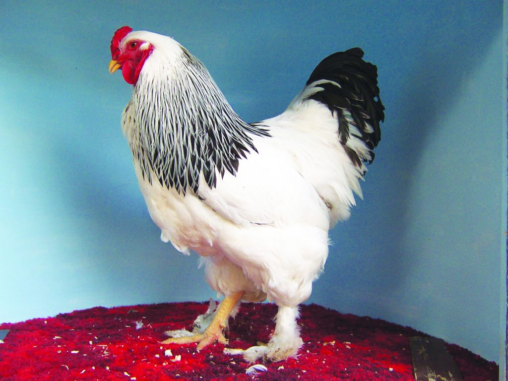 Brahma - Poultry Hub Australia