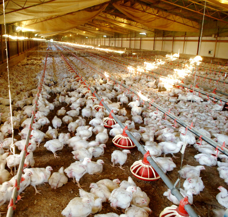 Climate in Poultry Houses - Poultry Hub Australia