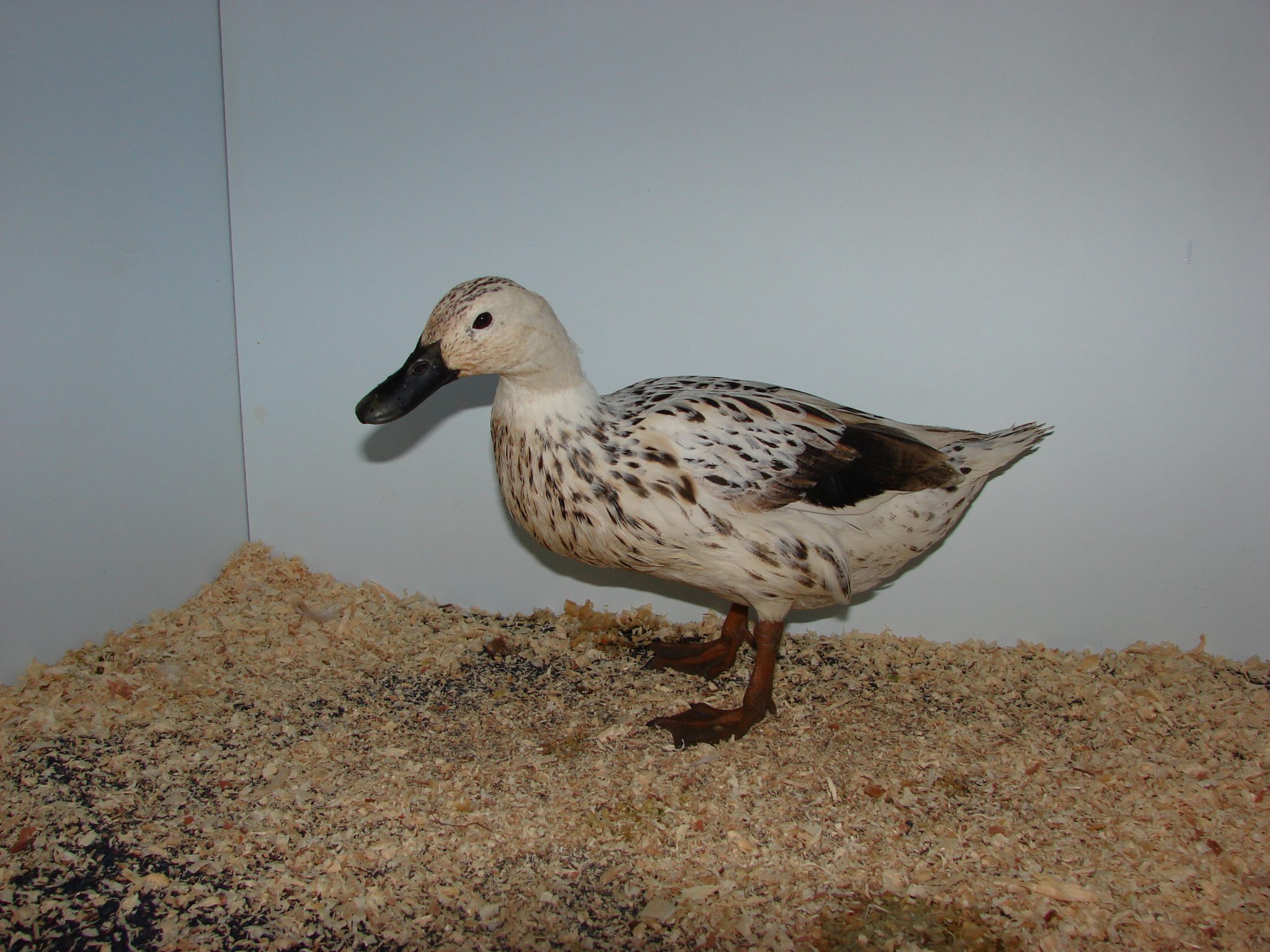 Welsh Harlequin Poultry Hub Australia