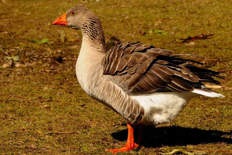 Goose Poultry Hub Australia