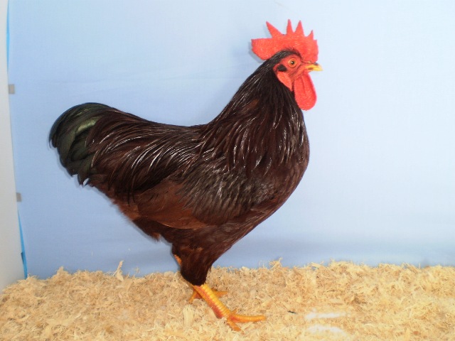 Rhode Island - Poultry Hub Australia