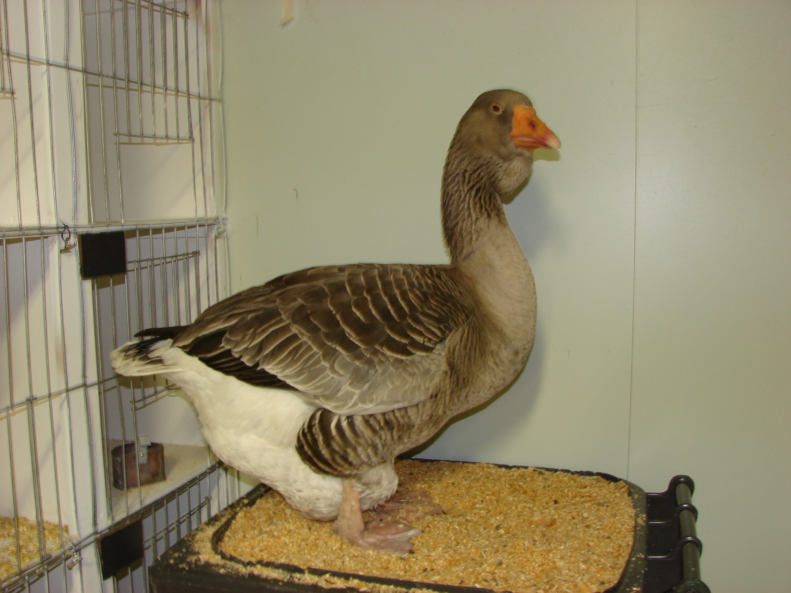 American Buff Goose - British Waterfowl Association