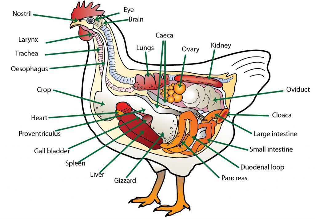 Digestive system - Poultry Hub Australia