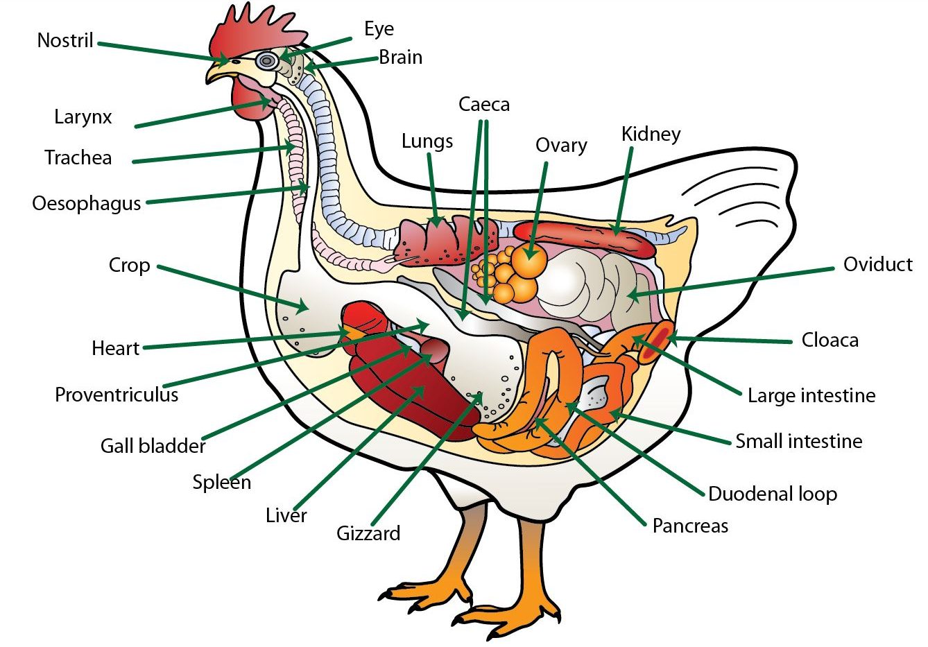 Digestive System Poultry Hub Australia