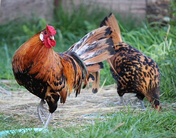 Species - Poultry Hub Australia