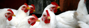 WPSA Queensland Poultry Forum