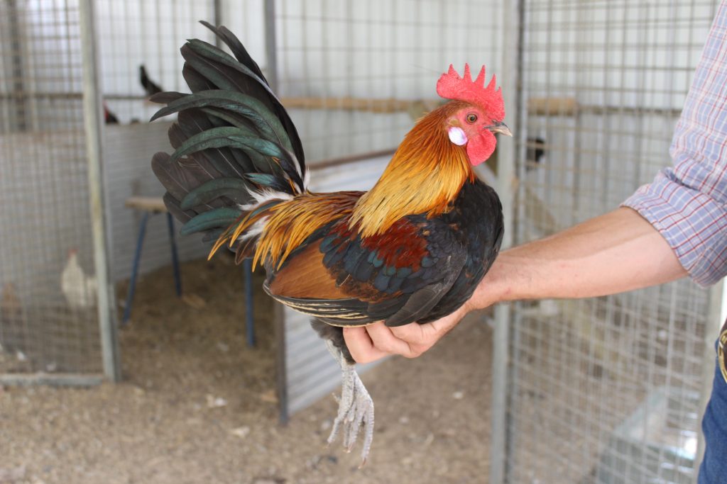 Chicken - Hub Australia