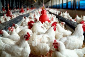 ‘Chicken Farming in the Living World’ Starts School!