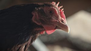 Hengineering degrees’ helps backyard chook owners to tackle the ‘spring flush’