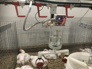 Automated water intake measurement facility for poultry at the University of New England