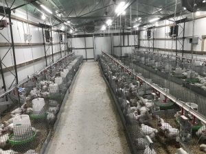 The race to find an alternative to antibiotics in poultry feed