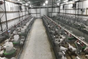 The race to find an alternative to antibiotics in poultry feed