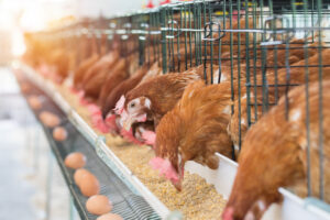 2023 Poultry Hub Australia Industry Research Funding Projects