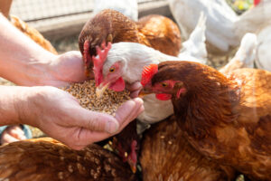 Food Waste for Chickens