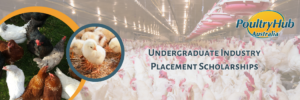 Undergraduate Industry Placement Scholarships