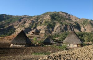 Chicken Feed Formulation tool being utilised to develop balanced diets from local ingredients for pigs in Timor Leste.