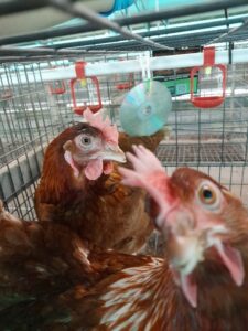 Poultry Researcher awarded UNE 3Rs award for layer enrichment study.