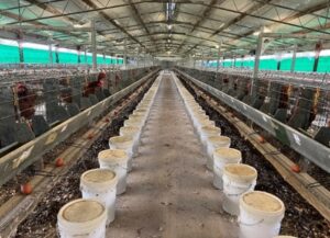 Research Snapshot: Determining the order of limiting amino acids in practical Australian reduced protein diets for laying hens