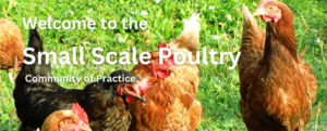 Small Scale Free Range Poultry