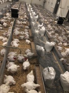 Smarter enzyme strategies for unlocking more value from poultry feed