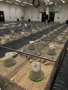 PHA Open-Call Funded Project: Balancing the Equation: Optimising reduced-protein diets for meat chickens through nutrient balance